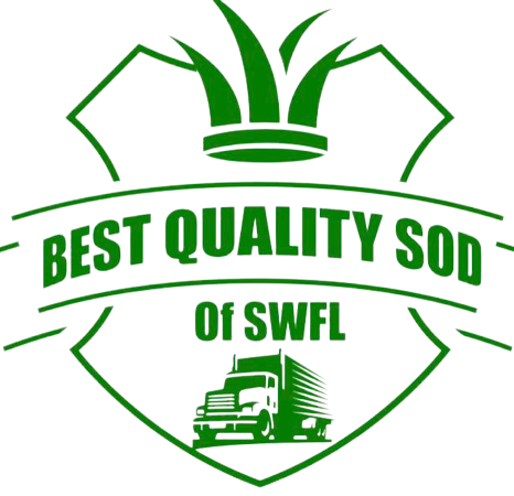 Best Quality Sod